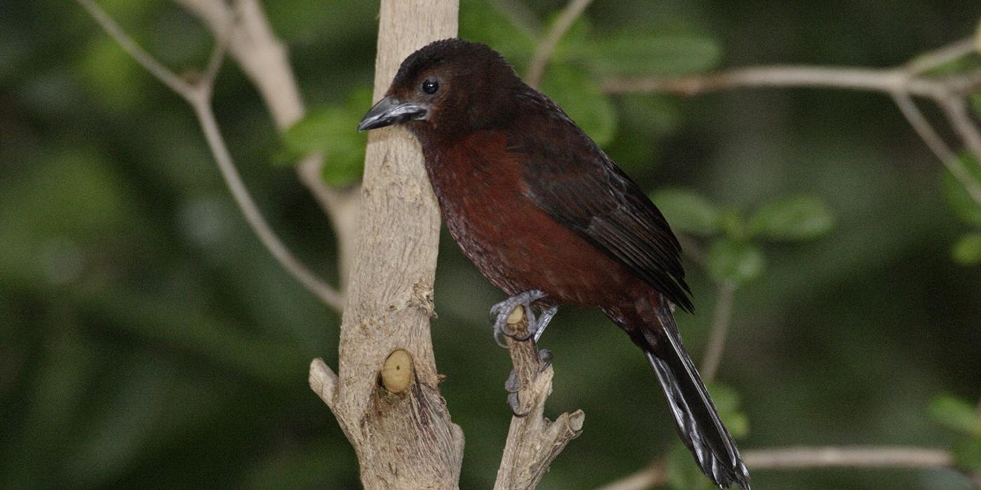 small brown songbird in tree