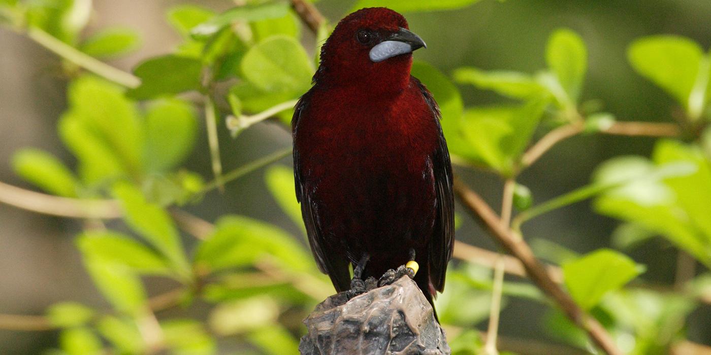 small maroon songbird with silver beak