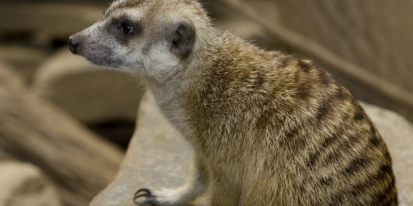 meerkat