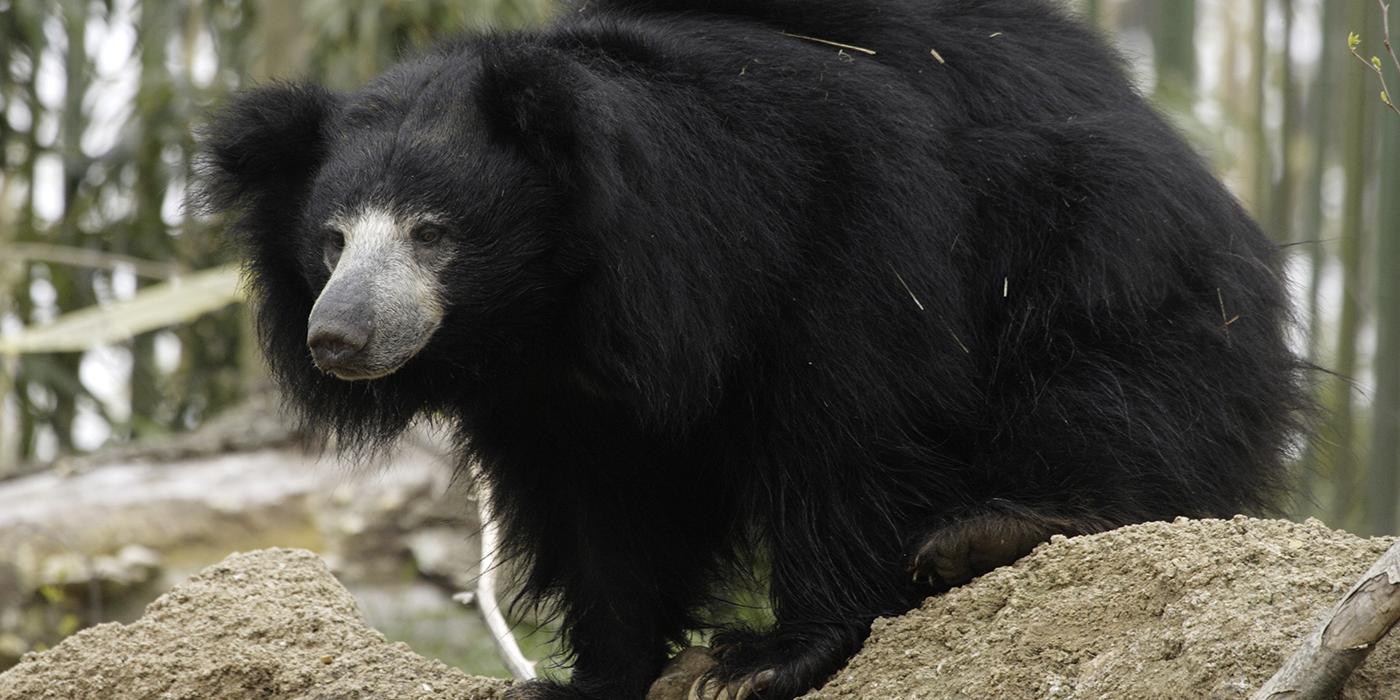 Sloth Bear on a rock