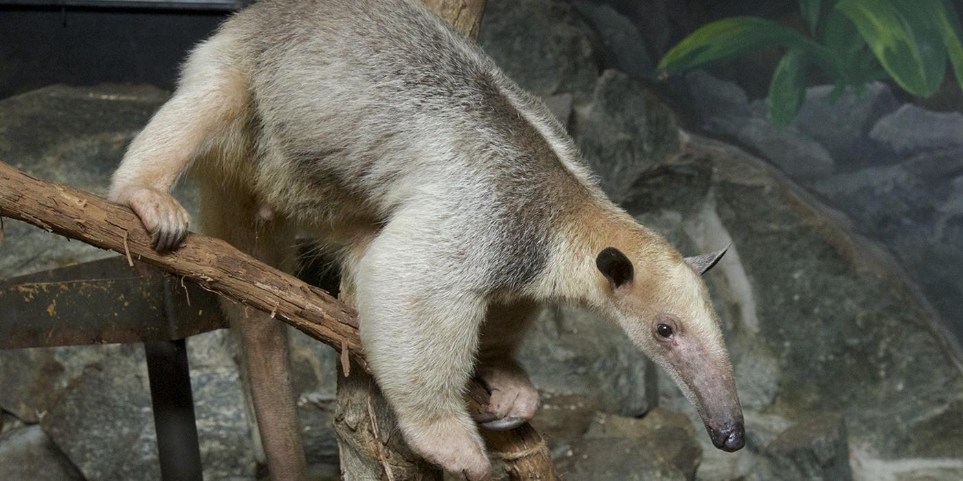 Animal balancing on a branch