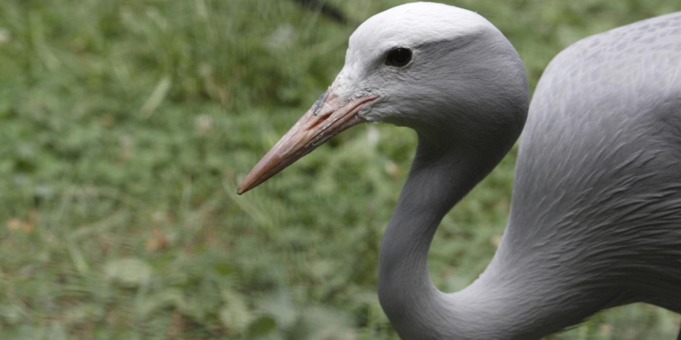 large gray bird with curvy neck and dagger-like yellow bill