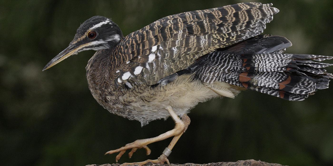 goose-sized bird with a long, pointed beak and long tail