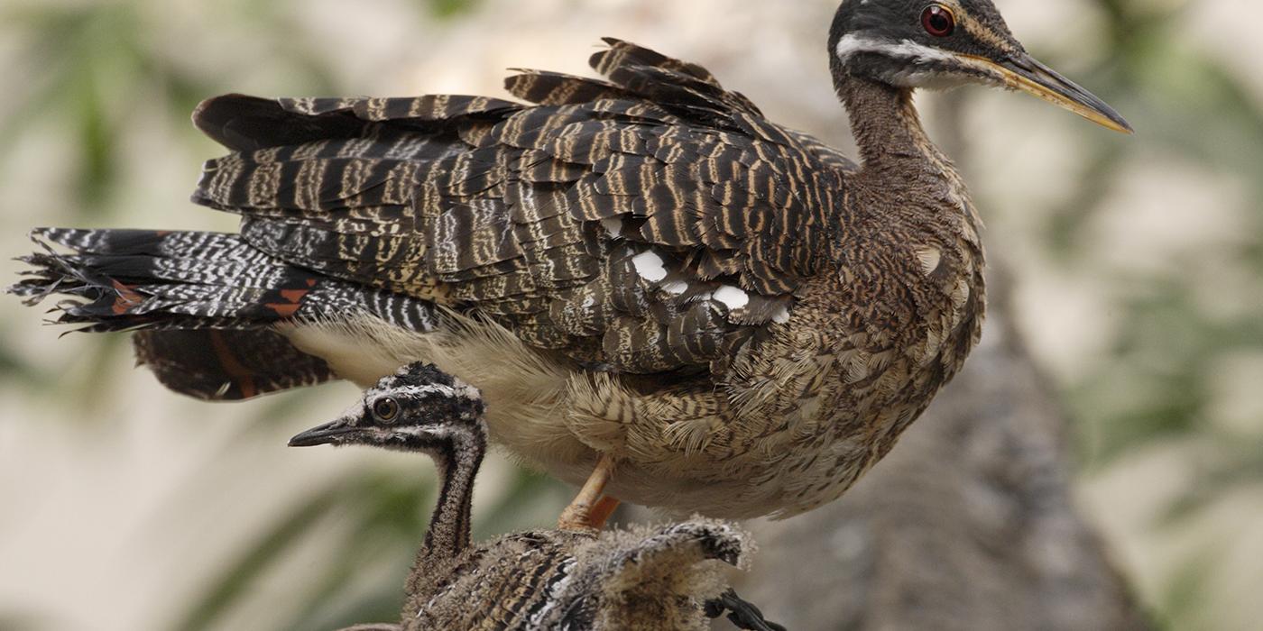 bird standing with banding on it back and a striped head