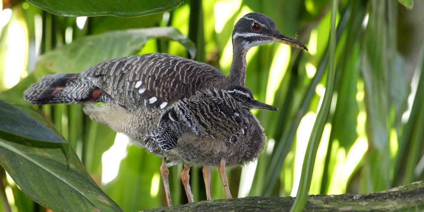 perched bird with long legs and beak