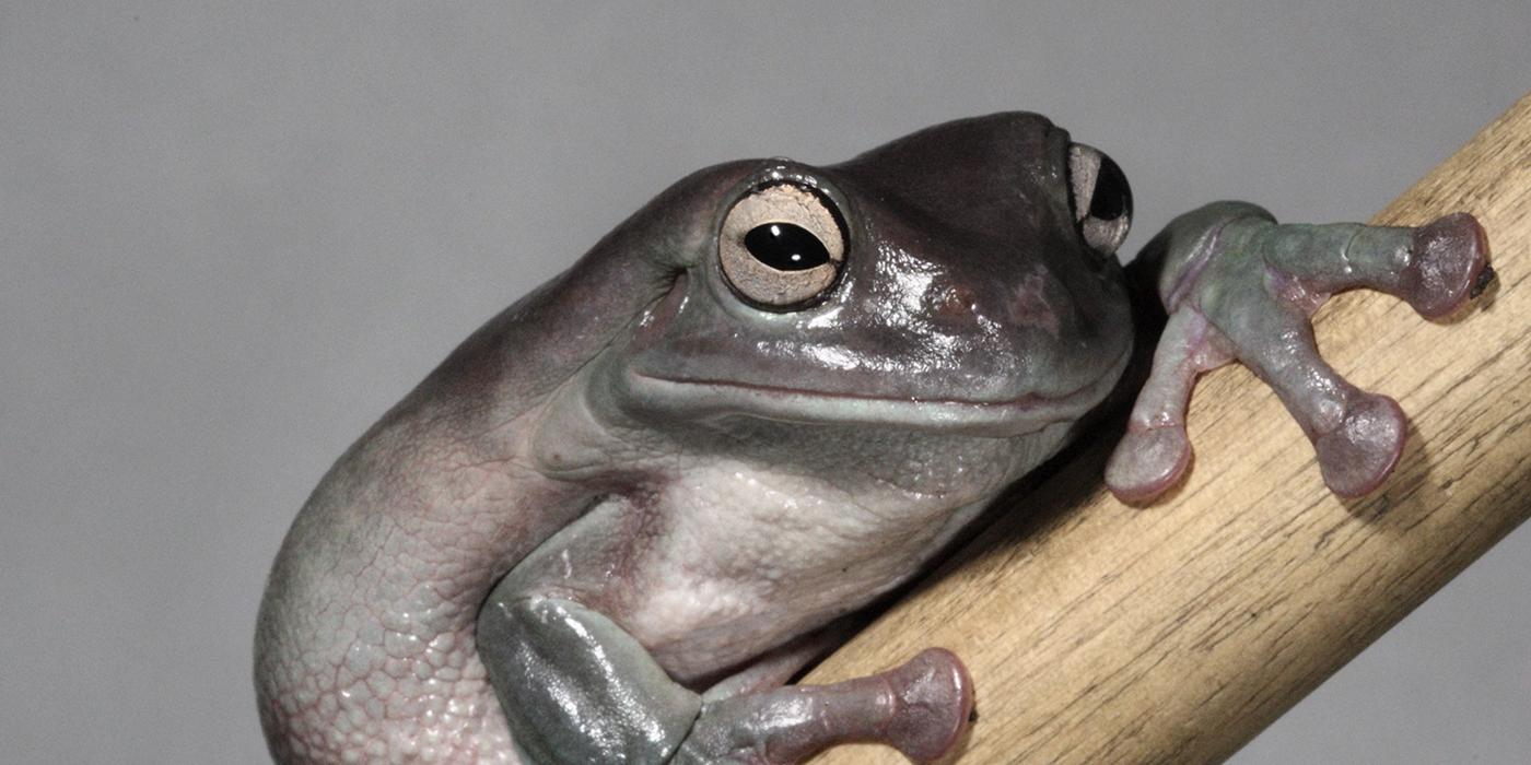 Puffy tree frog with dull green coloration sitting on a branch