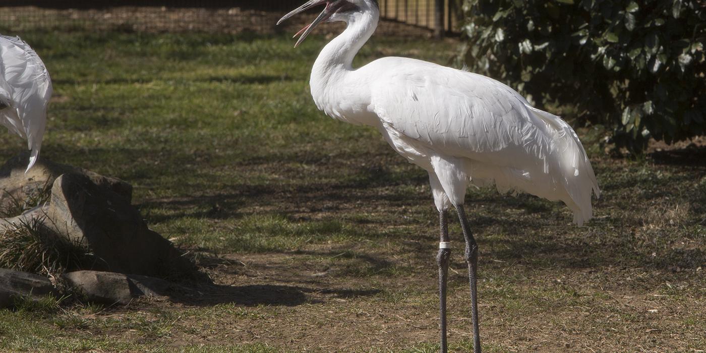 Long-necked, long-legged white bird standing. Its tail puffs out at the back.