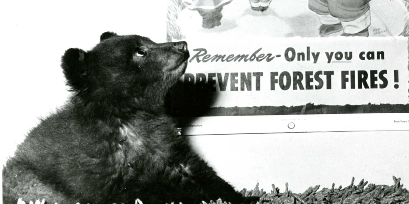 A small bear cub sitting on a shag rug looks up at a poster of Smokey Bear with the text "Remember - Only you can prevent forest fires!"