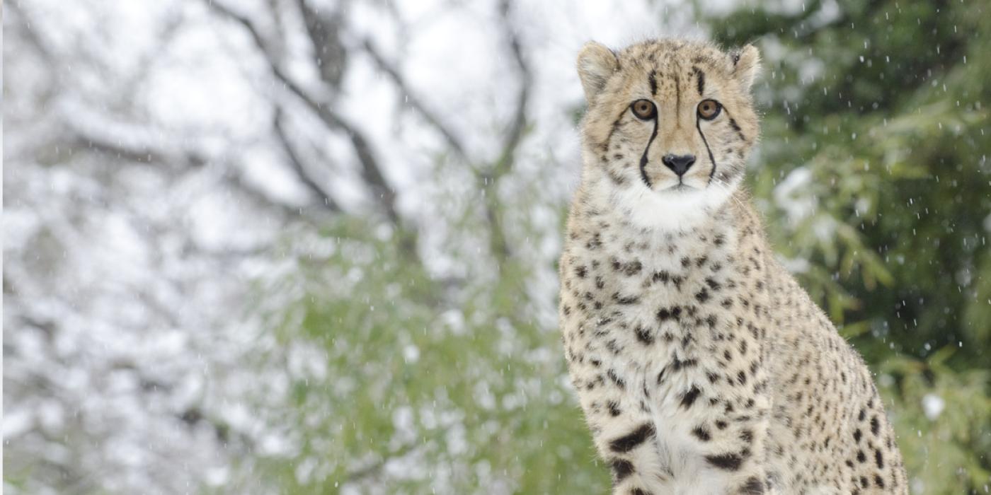 A cheetah standing with snow-covered trees in the background