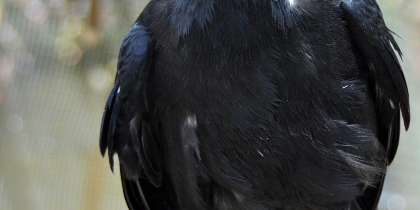 A Mariana crow, a bird with black feathers, perching on a branch. 