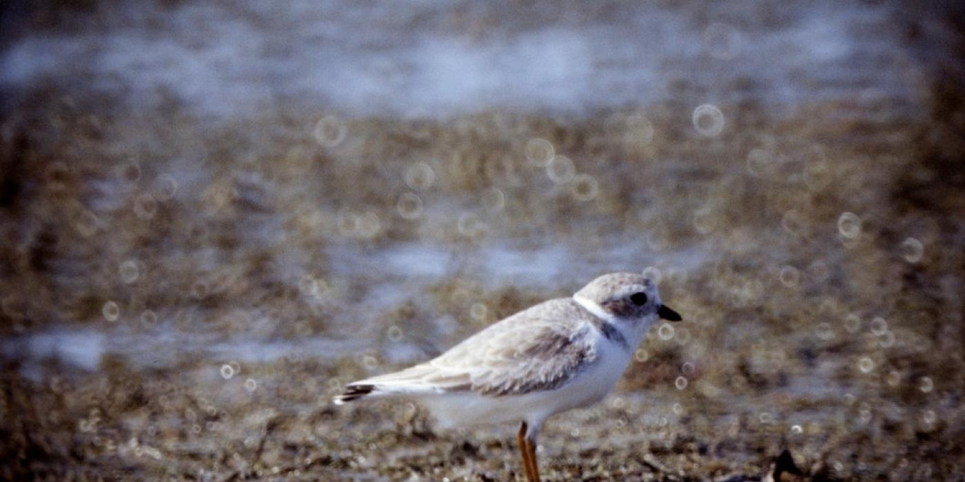 A small bird called a piping plover stands on a sandy shore