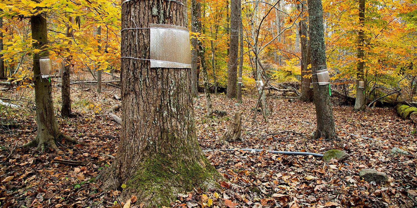 trees with markings in a forest