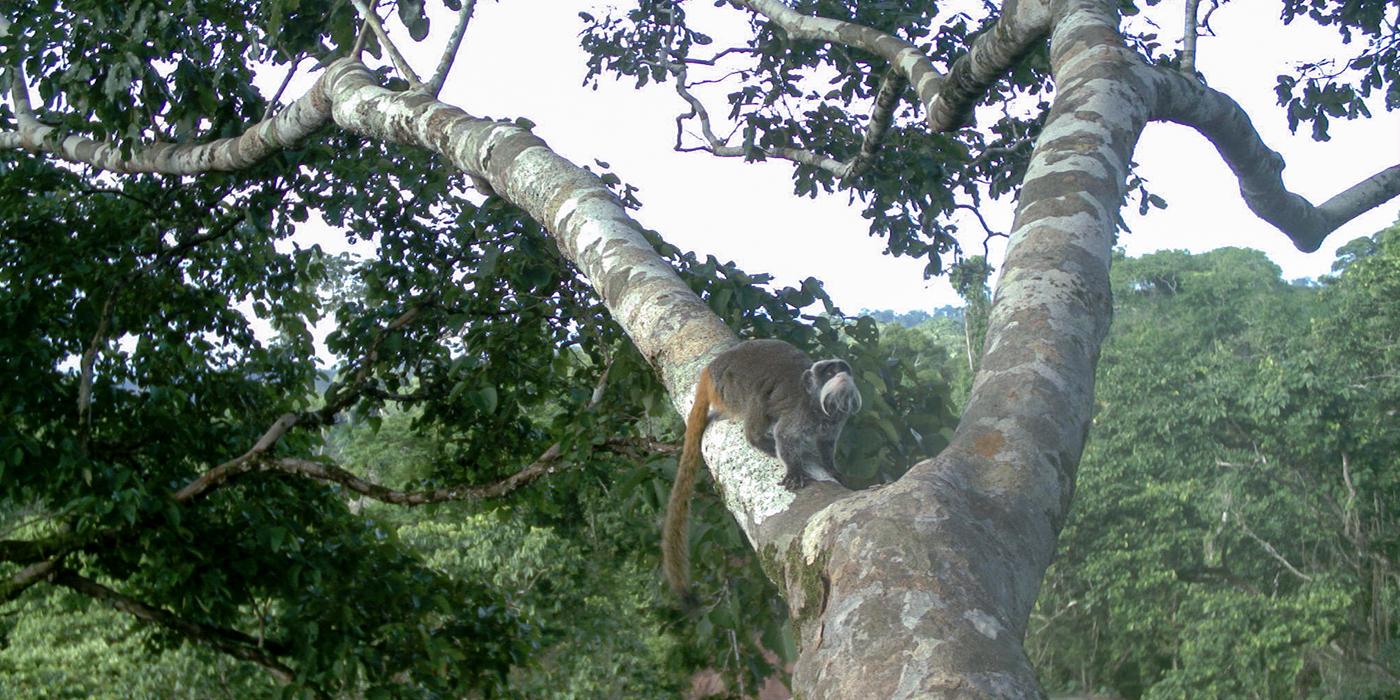 monkey in a tree