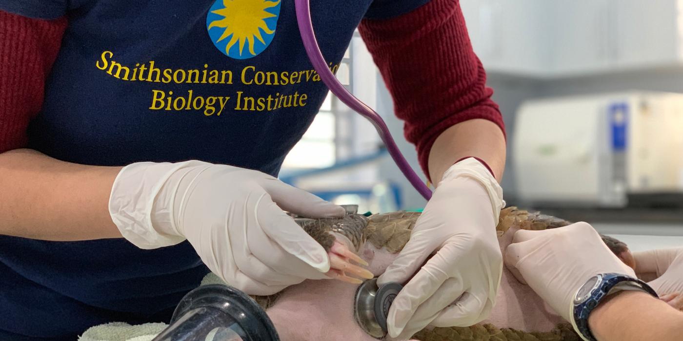 A wildlife veterinarian examines a sedated pangolin. She uses a stethoscope to listen to its vitals.