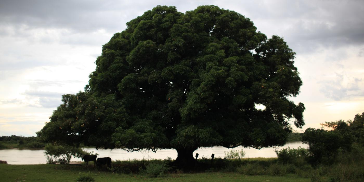 A large leafy tree growing adjacent to a body of water, with cattle grazing in the grass underneath its canopy