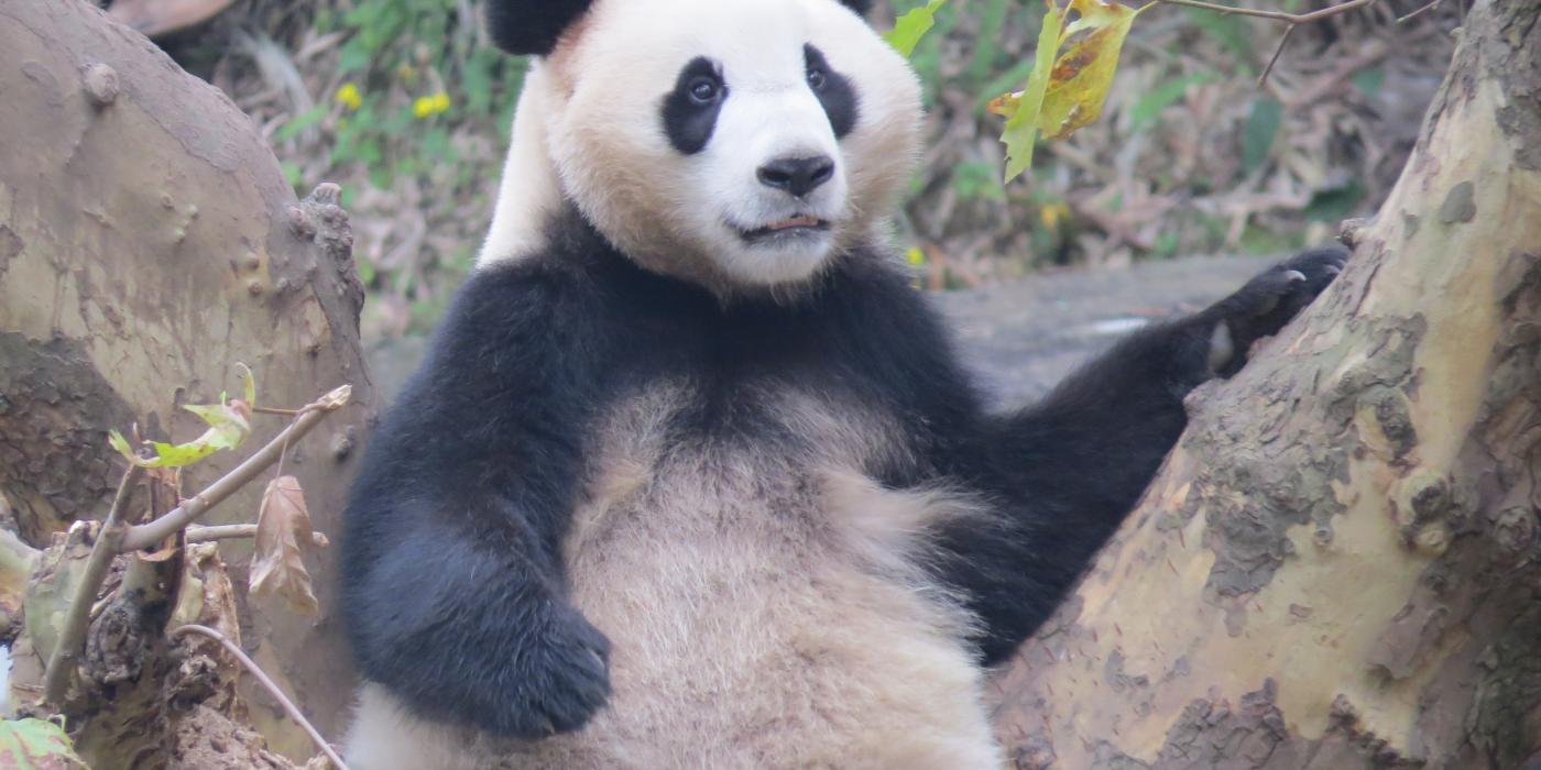 A giant panda at the Chengdu Panda Base in China