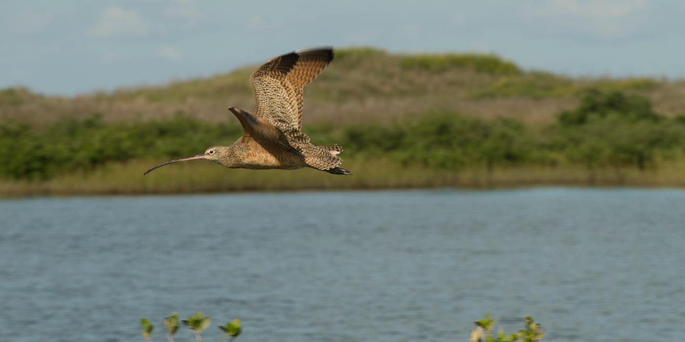 A long-billed curlew flying over a body of water with green hills in the background