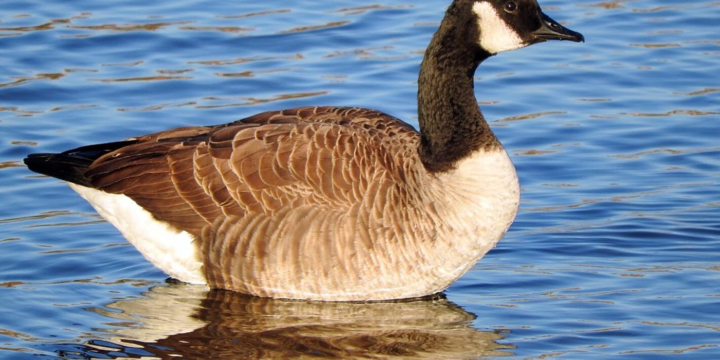 large goose standing in water