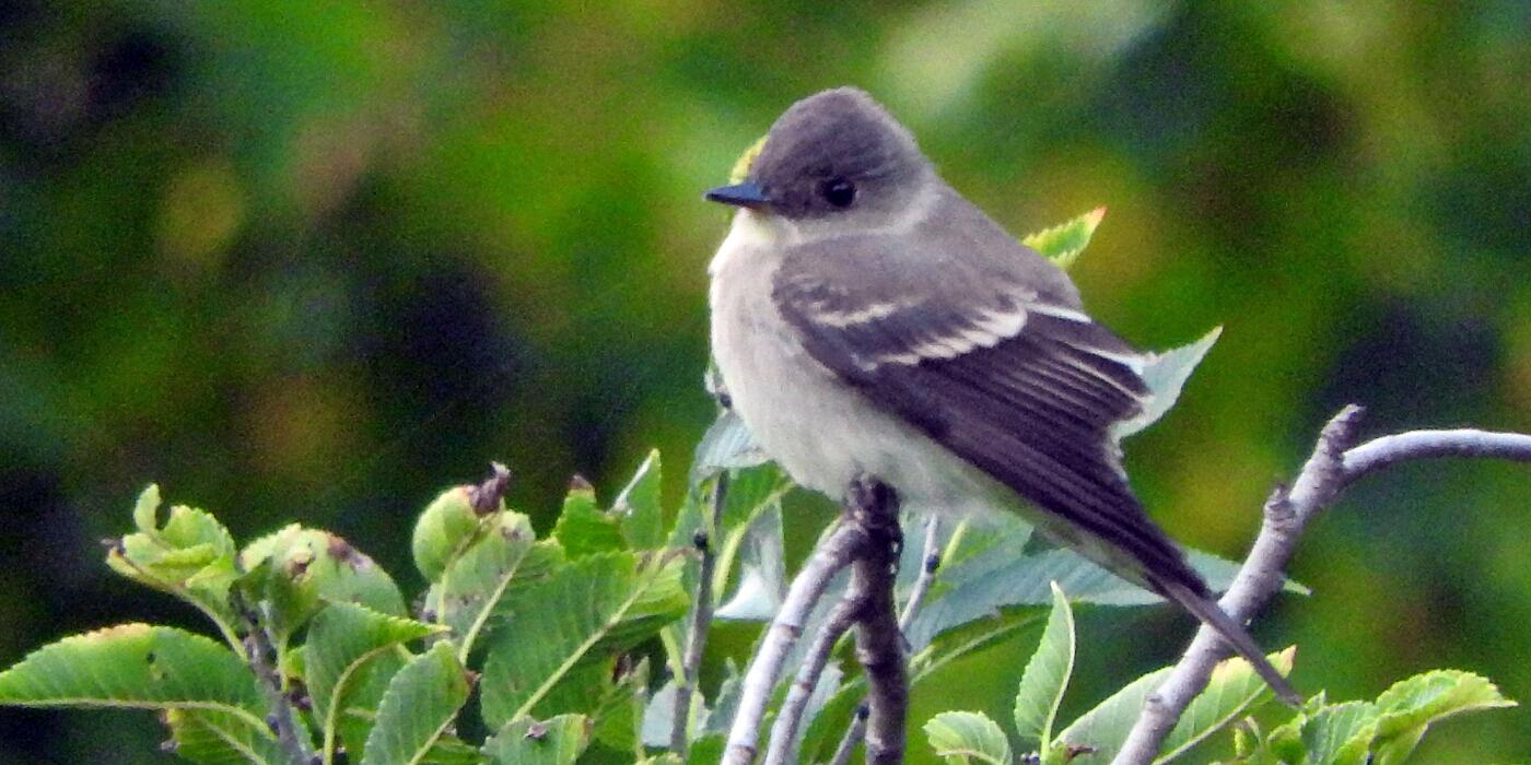 small bird on a bare branch