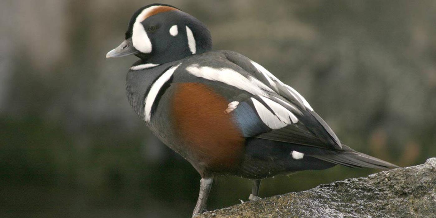 duck on rock