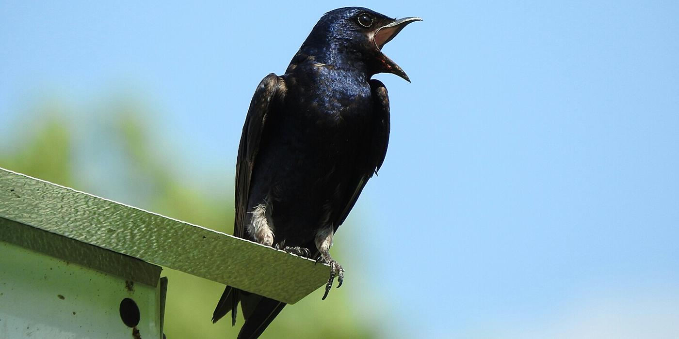 bird on bird house