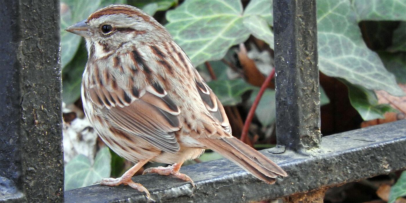 bird casually perched on a wrought iron fence