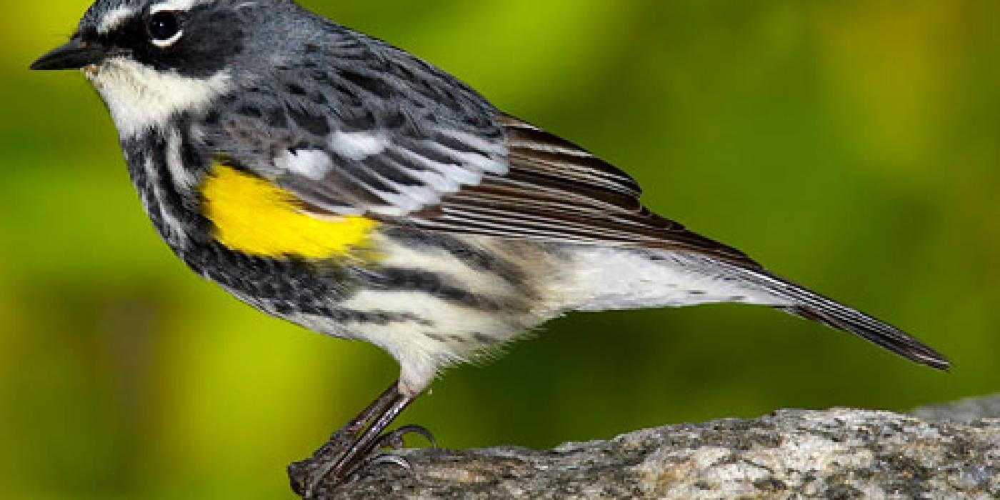 small bird perched on the edge of a rock