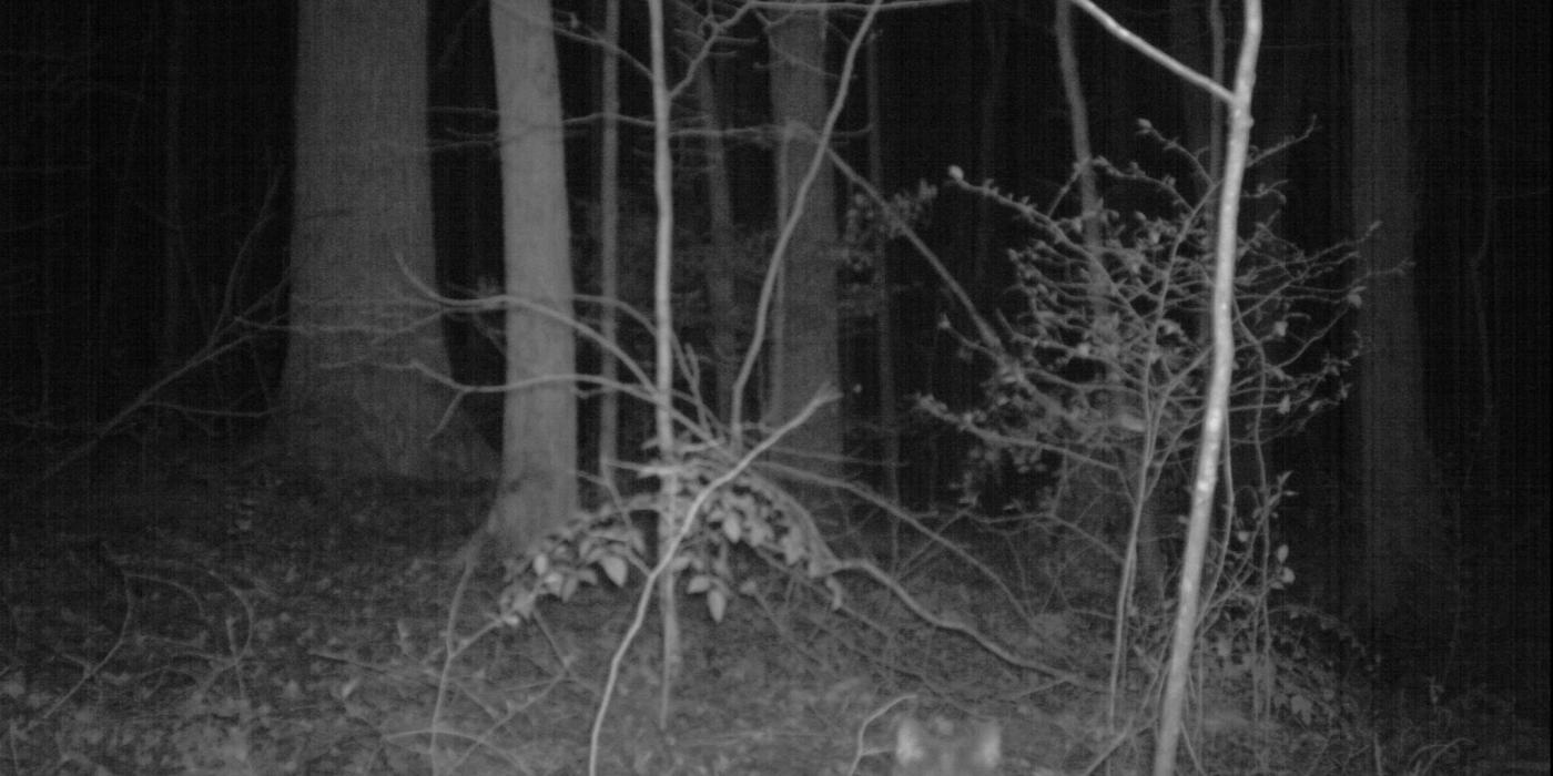 cat caught on a camera trap with a mouse in its mouth 