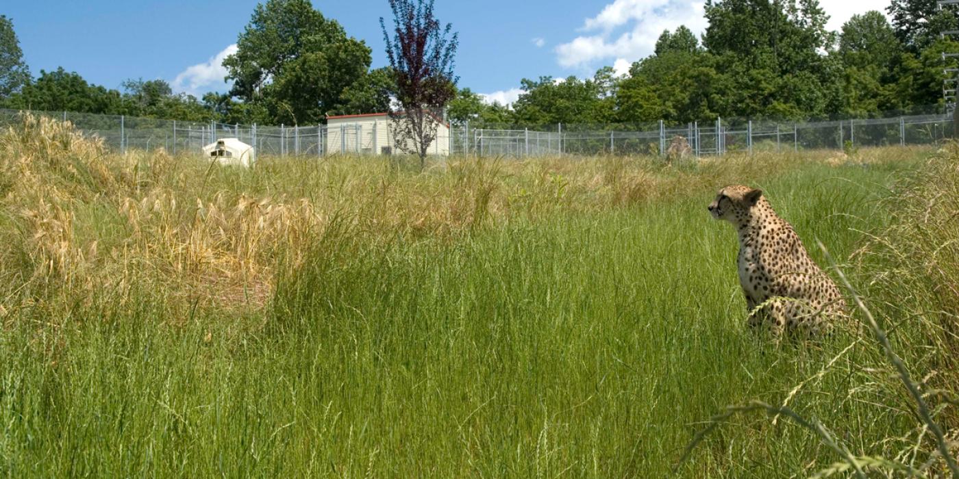 Cheetah in long grass