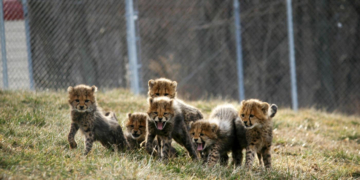 baby cheetah cubs