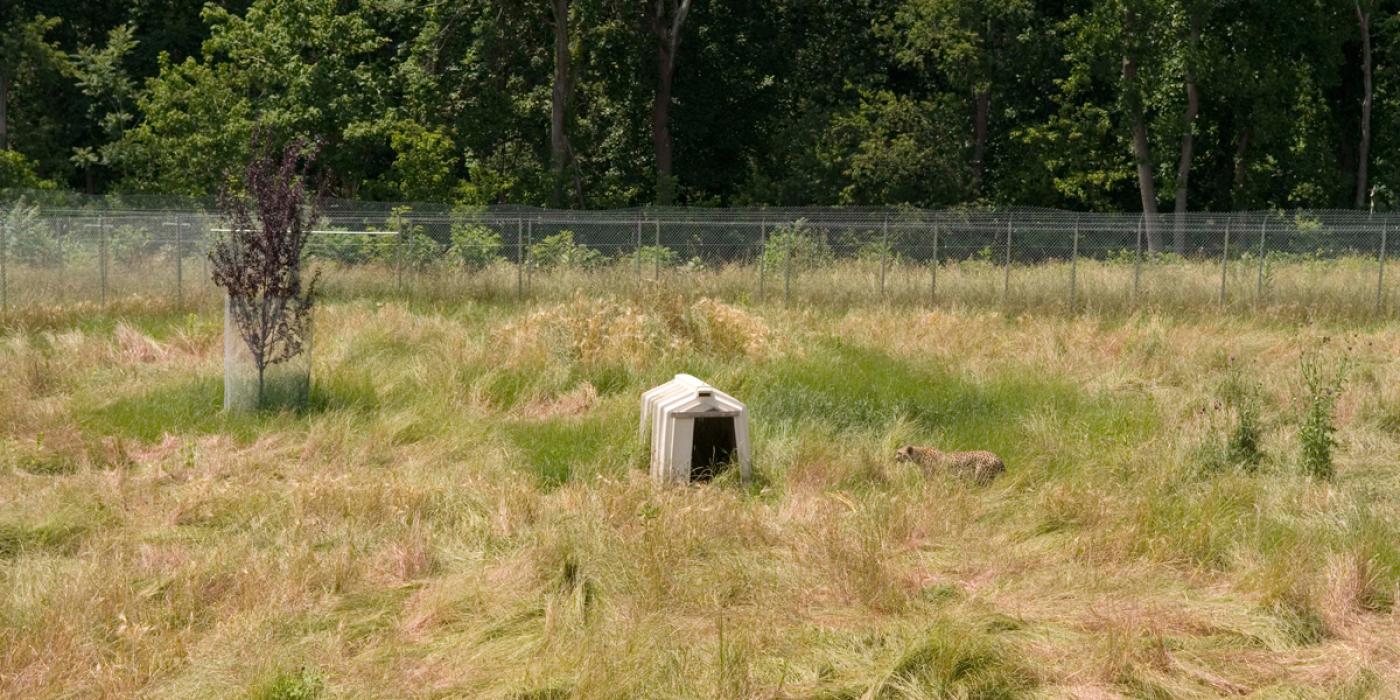 cheetah at Smithsonian Conservation Biology Institute 