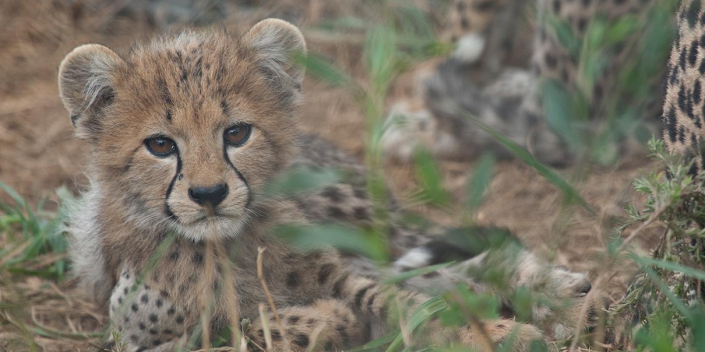 baby cheetah