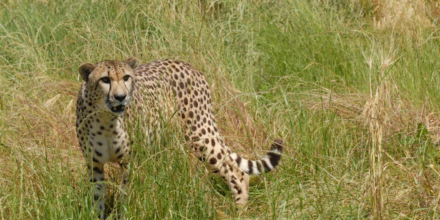 cheetah panting in the grass