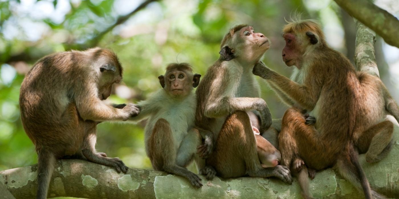 Macaque family grooming credit Barney Wilczak