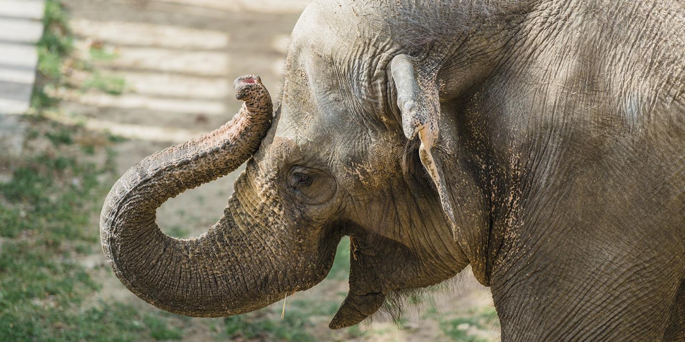 elephant touches trunk to its forehead