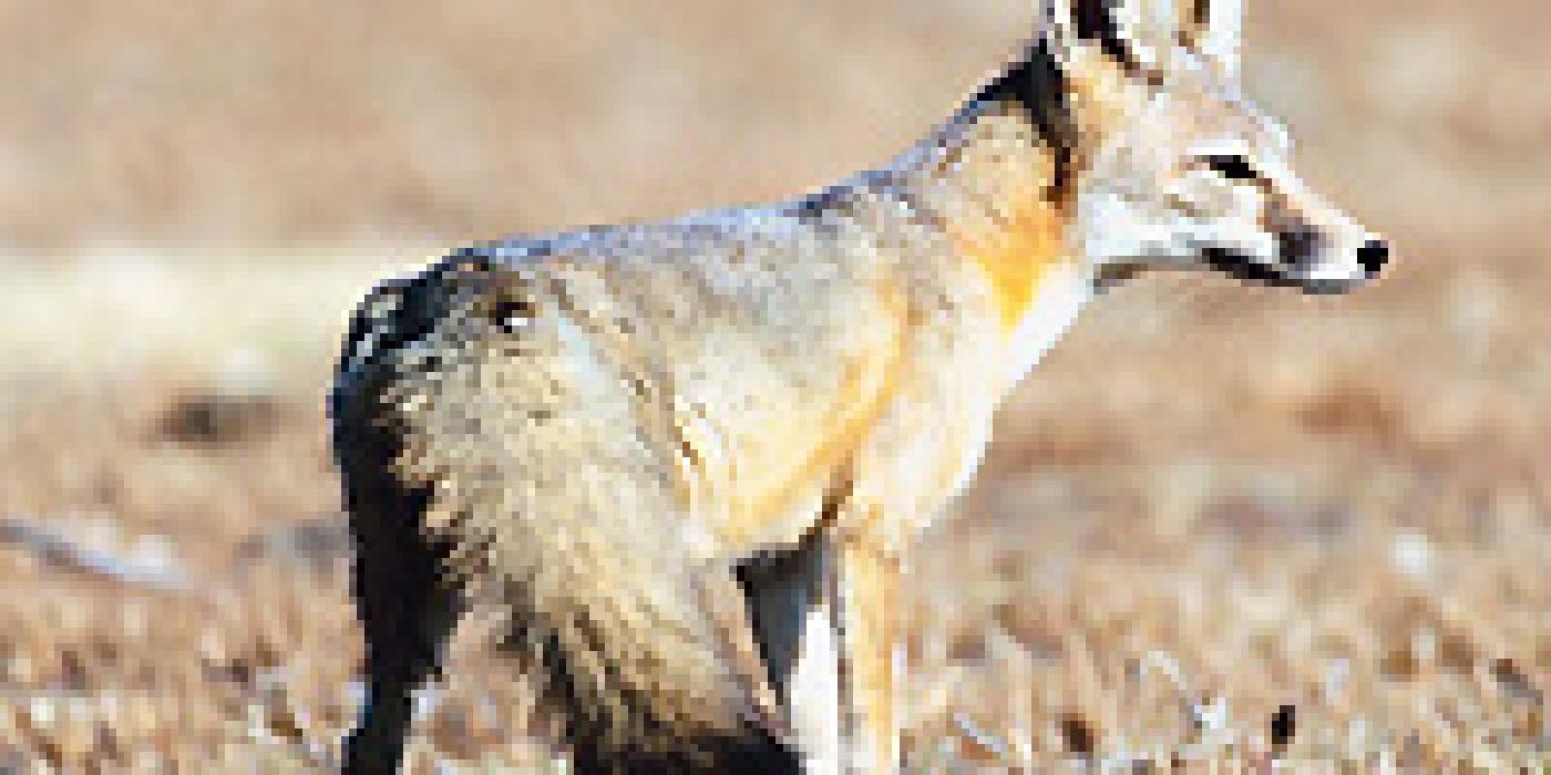 kit fox in short grass