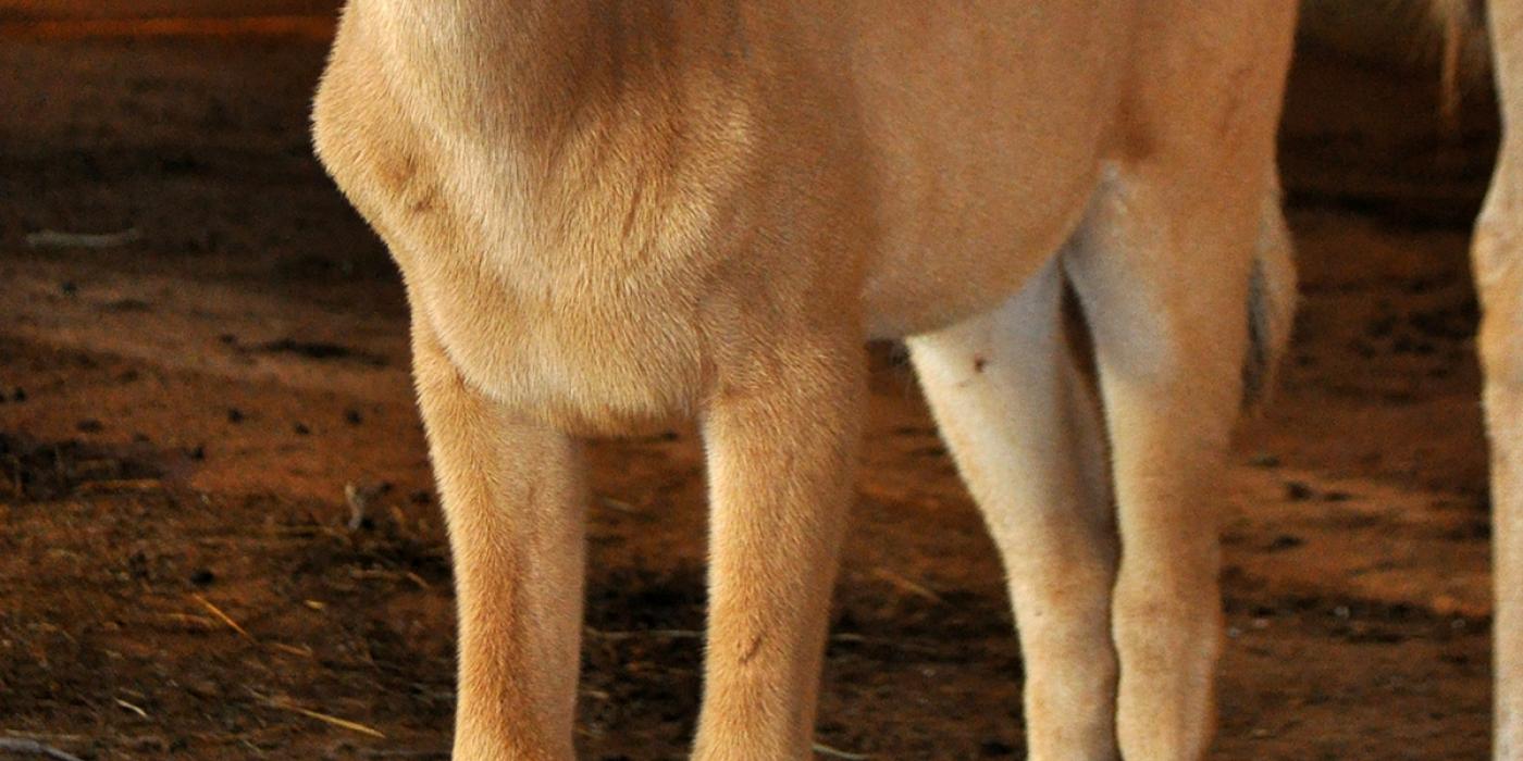 oryx calf with spiky horns