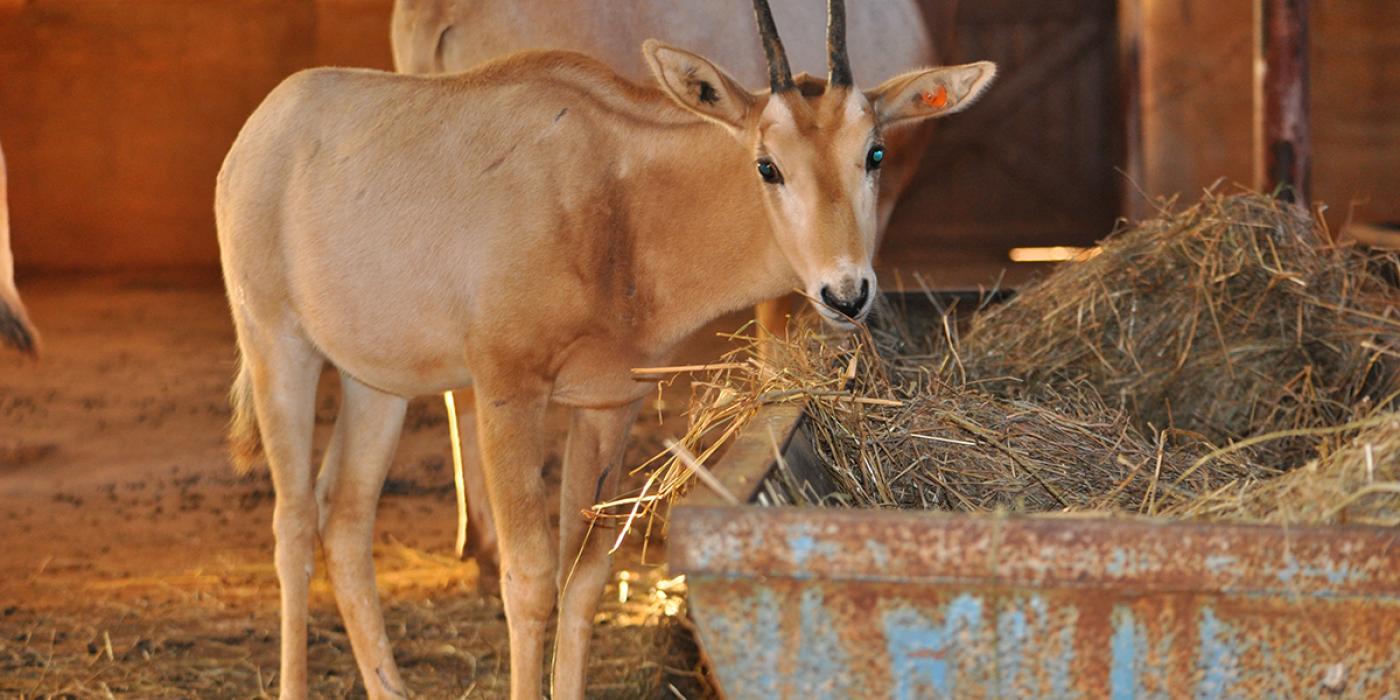 young oryx with half-grown horns