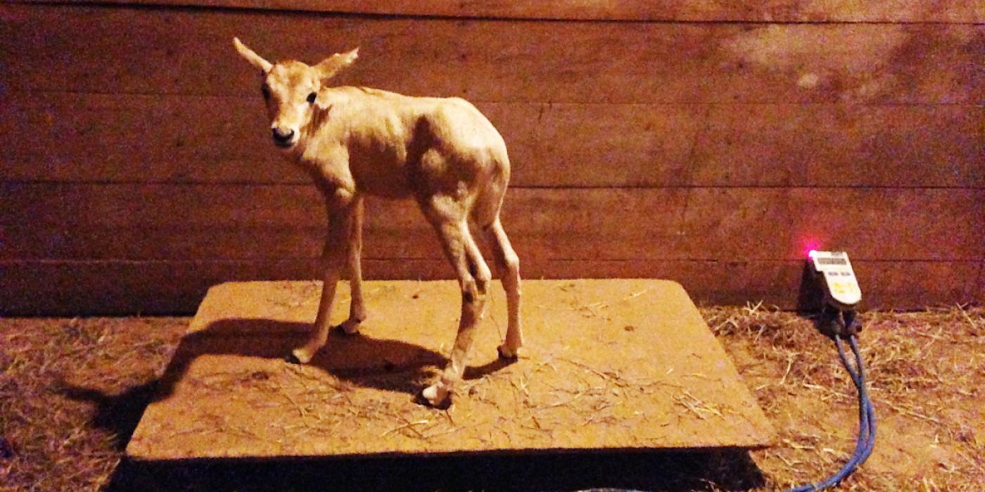 oryx calf on stand