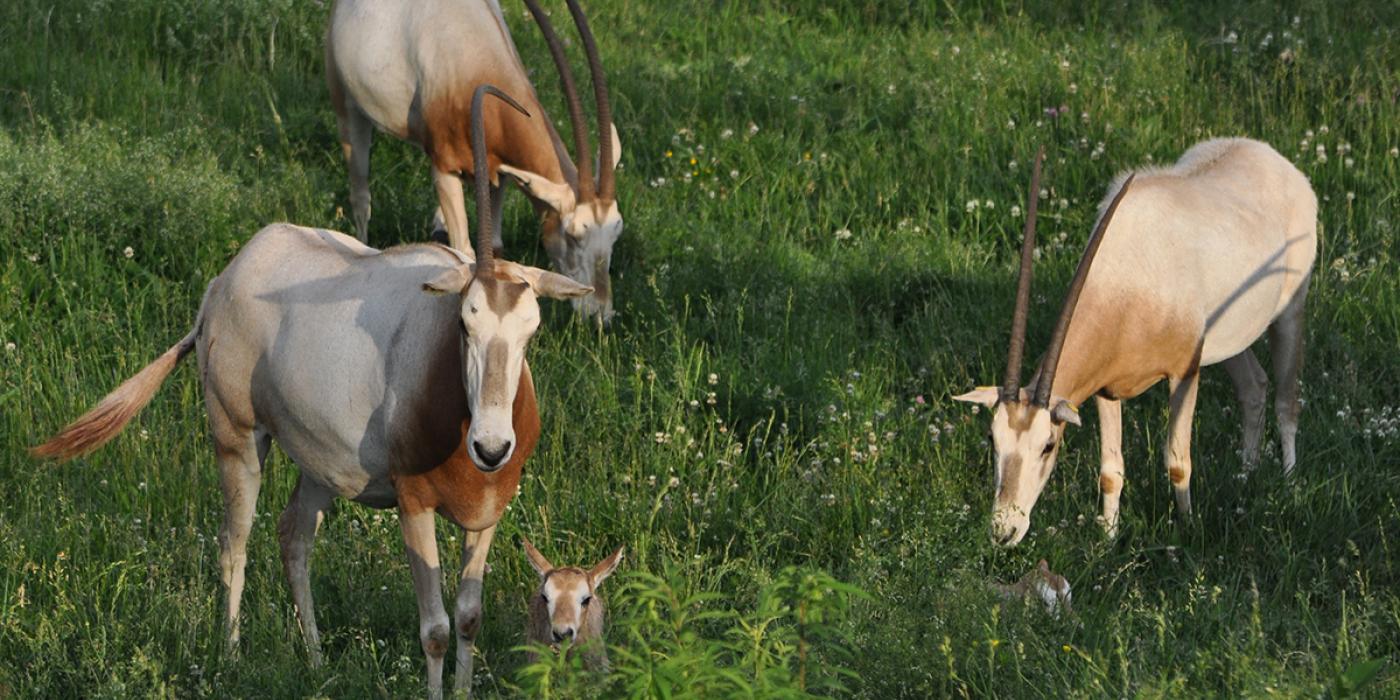 oryx calves with mothers