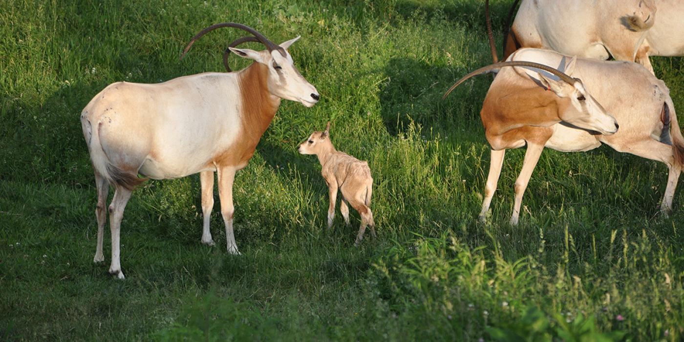 oryx herd in field