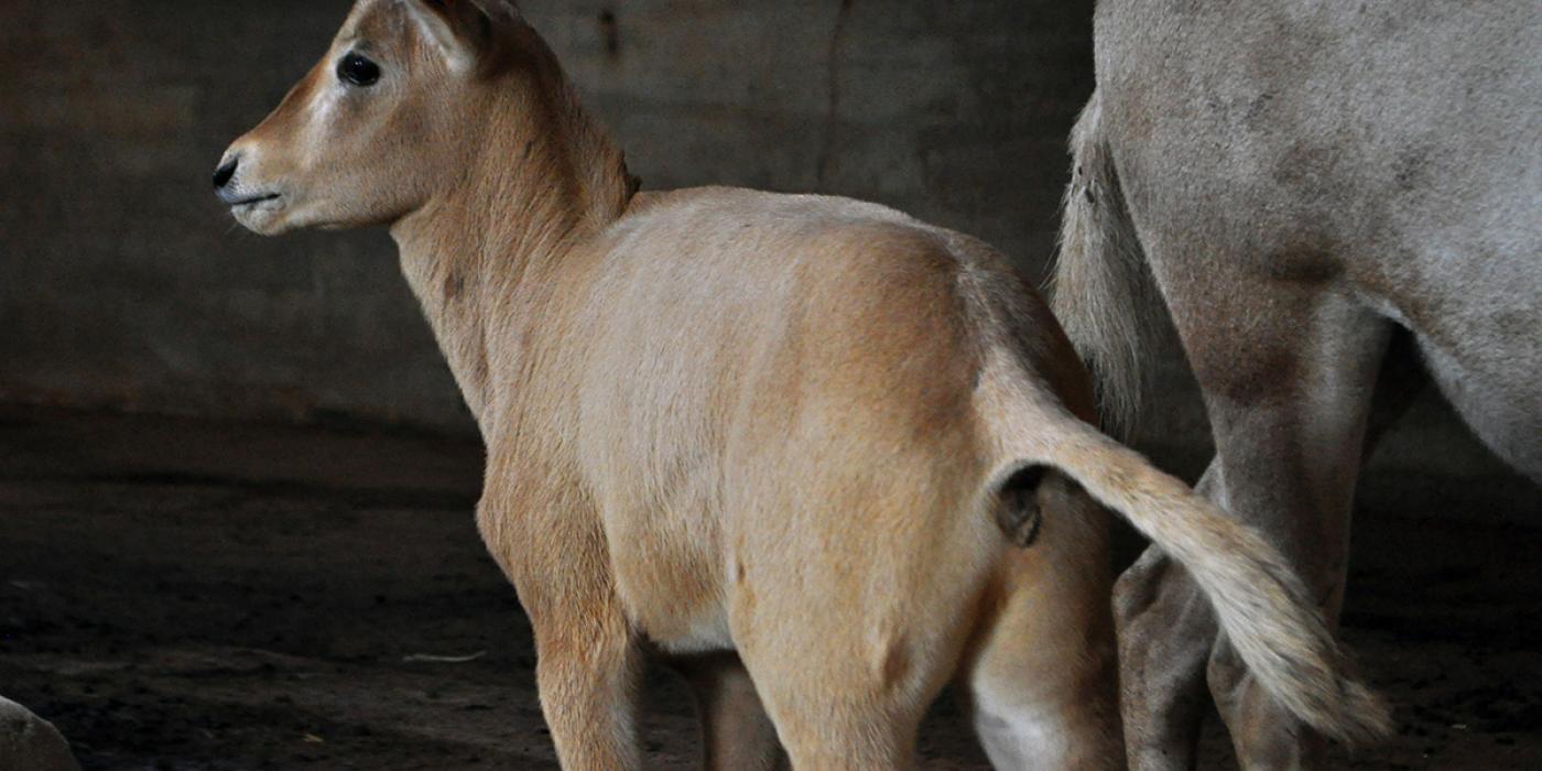 oryx calf looking left