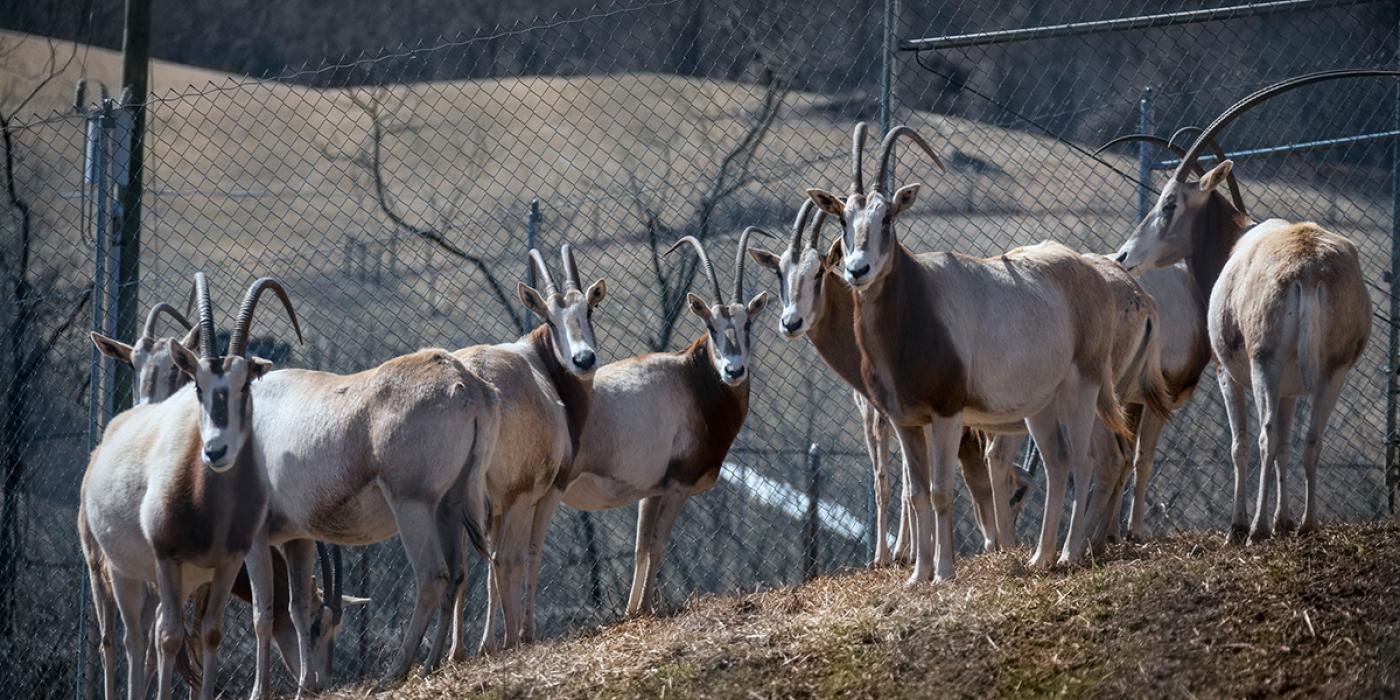 oryx herd on slope