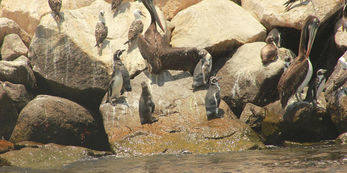 penguins on rocks of breakwater with other bird species