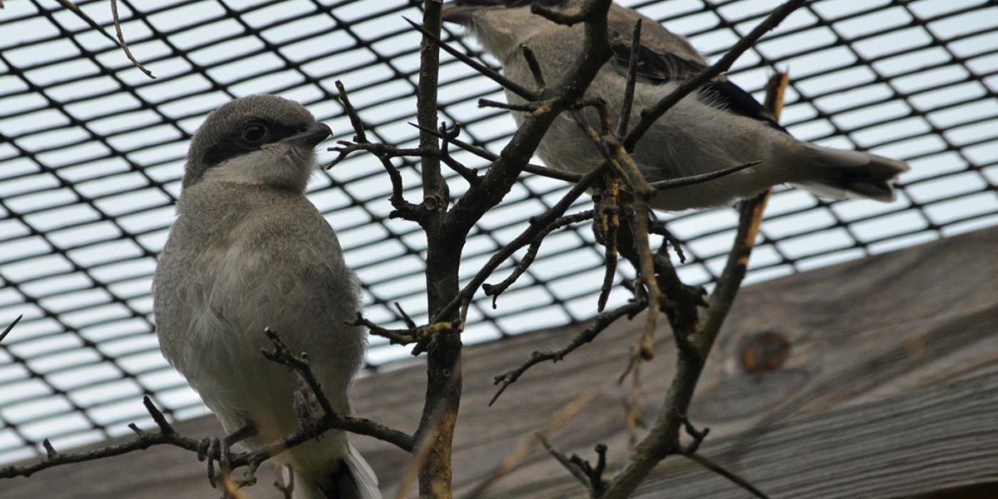 Two shrike chicks perched on branches in their enclosure