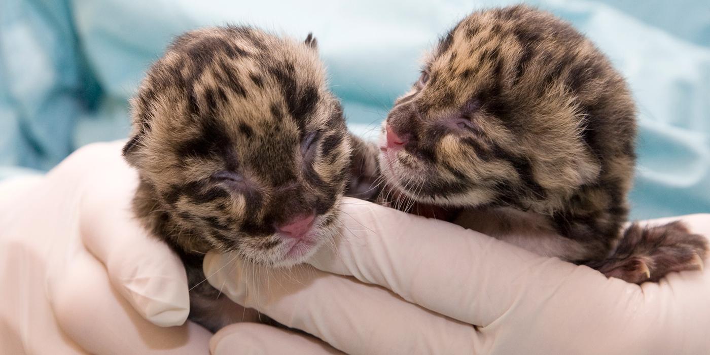 clouded leopard cubs