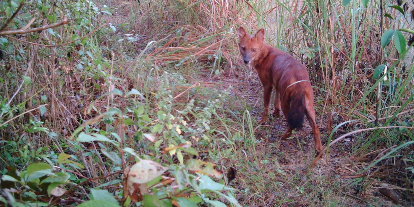 dhole caught by camera trap