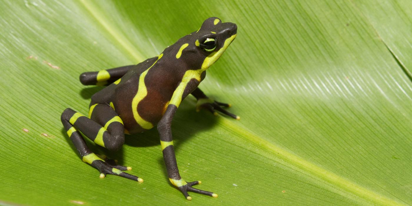 limosa harlequin frog