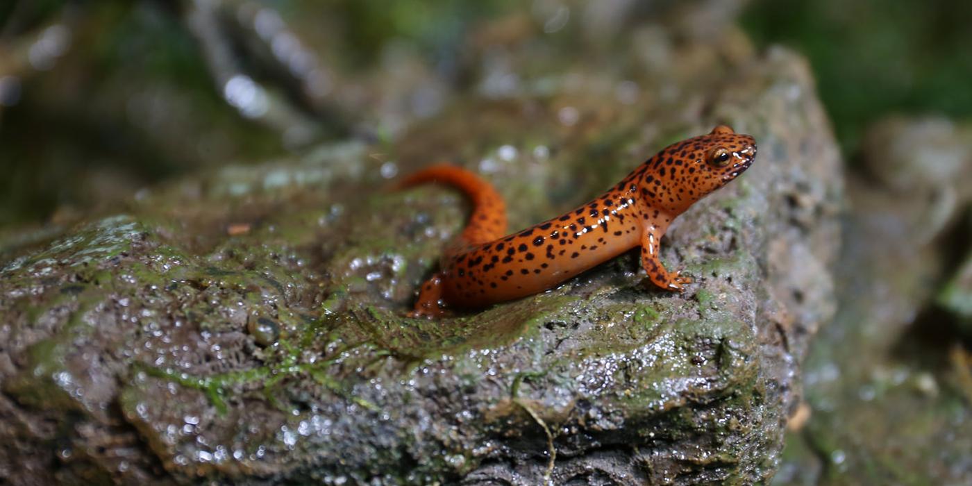 salamander on a rock