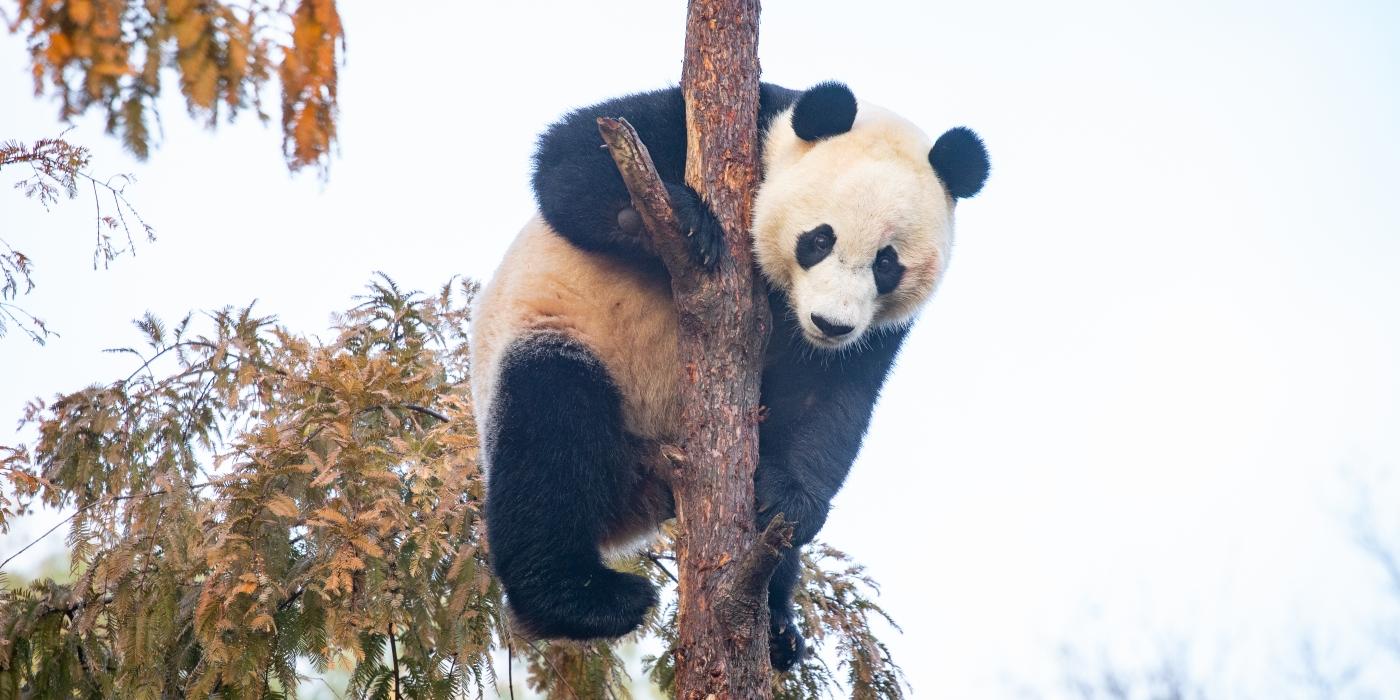 Giant panda Bei Bei climbs a tree on the morning of his last day at the Smithsonian's National Zoo before leaving for China